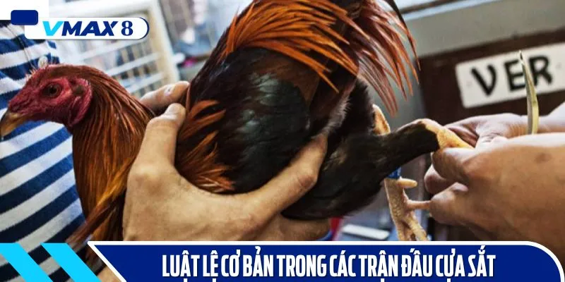 Quy tắc được thiết lập trong các trận đấu cựa sắt để đảm bảo công bằng