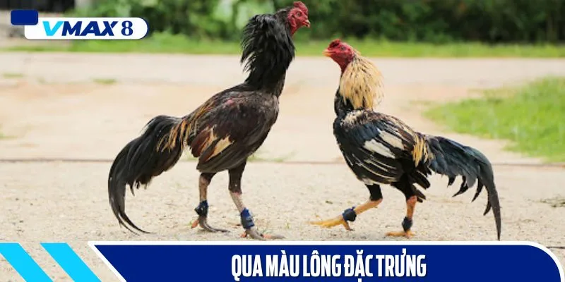 Màu lông của gà đòn cũng giúp sư kê dễ dàng nhận diện