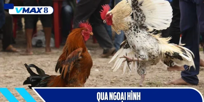 Dựa vào ngoại hình, sư kê có thể nhận diện được giống gà nòi chất lượng
