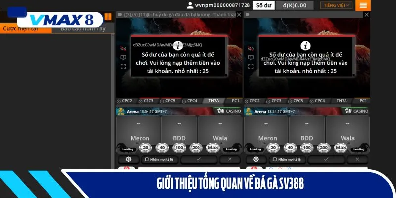 Đá gà Sv388 từ lâu được chiếm trọn được cảm tình của kê thủ