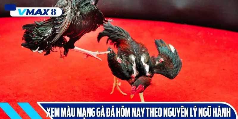 Cách xem màu mạng gà đá hôm nay dựa vào các nguyên lý ngũ hành