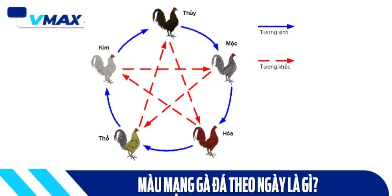 Màu mạng gà đá theo ngày là công việc quan trọng được nhiều người quan tâm