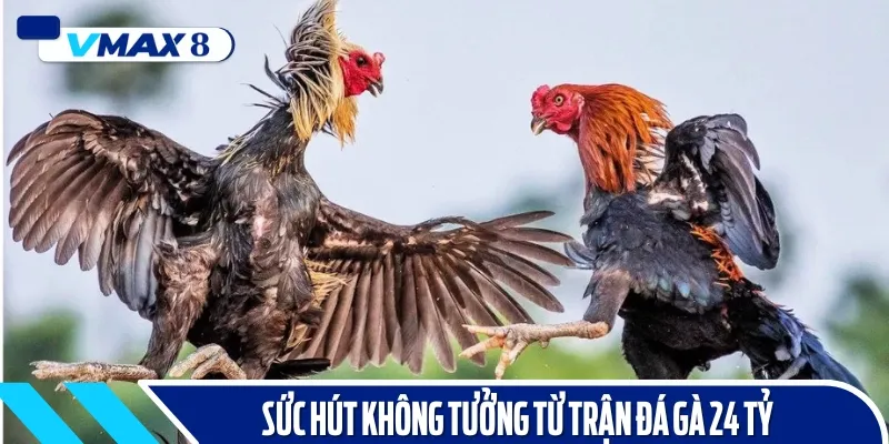 sức hút trực tiếp đá gà 24 tỷ